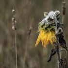 Sonnenblume im Herbst