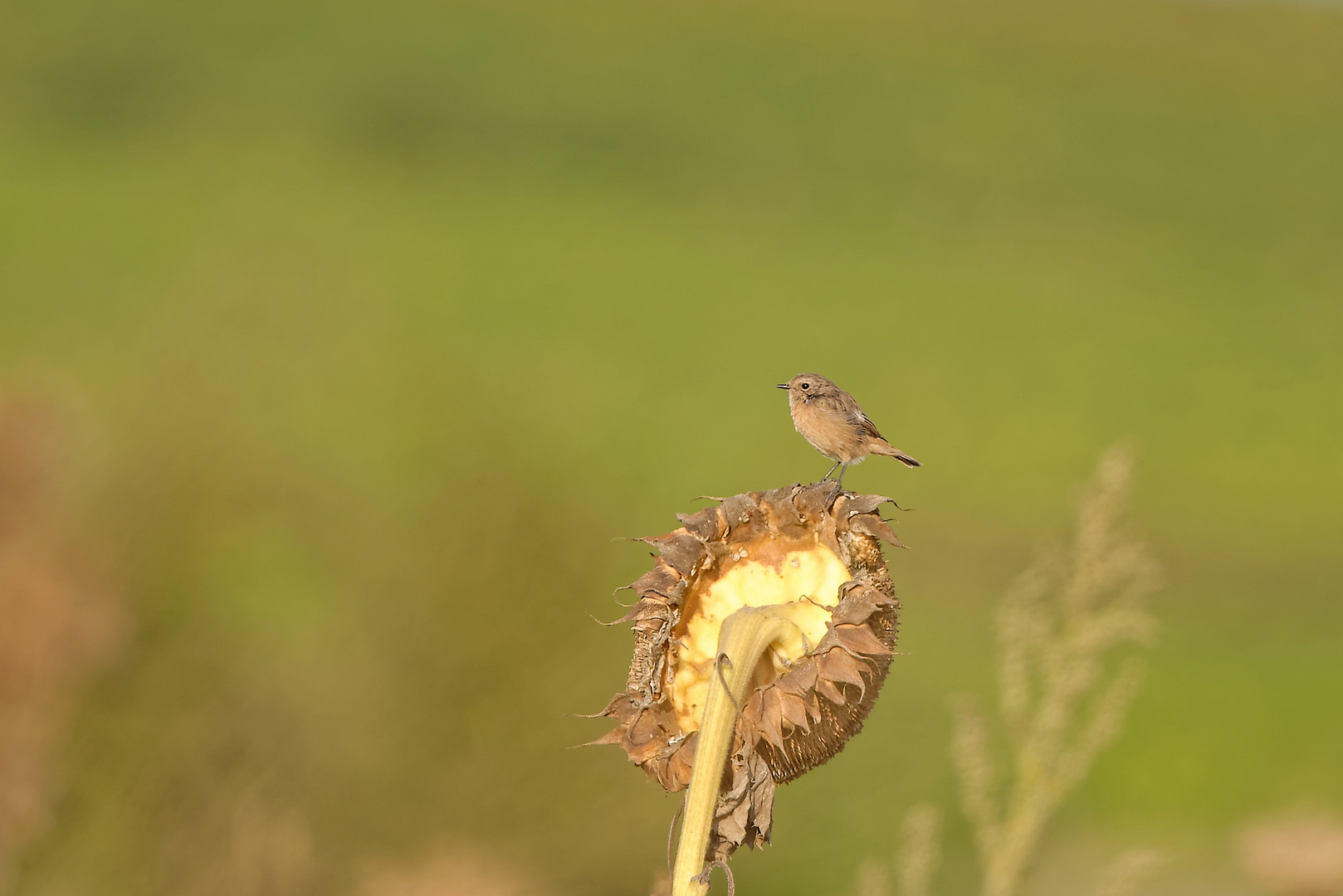 Sonnenblume im Herbst (2) und...