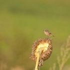 Sonnenblume im Herbst (2) und...