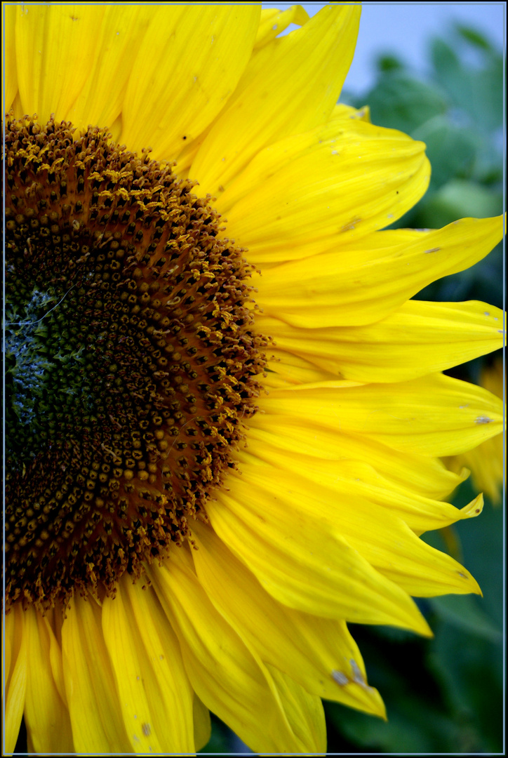 Sonnenblume im Herbst