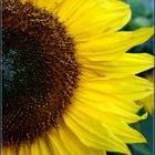 Sonnenblume im Herbst