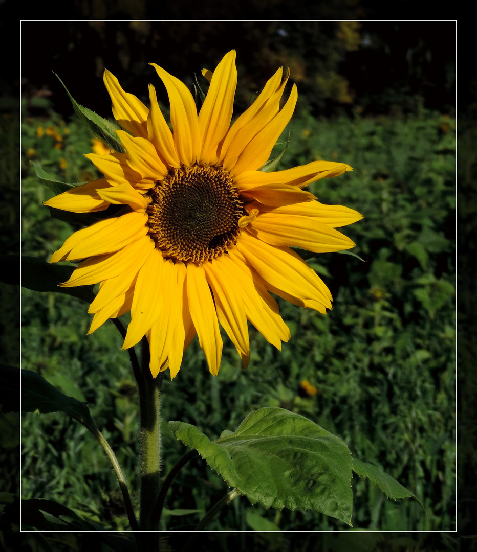 #...Sonnenblume im Herbst........#