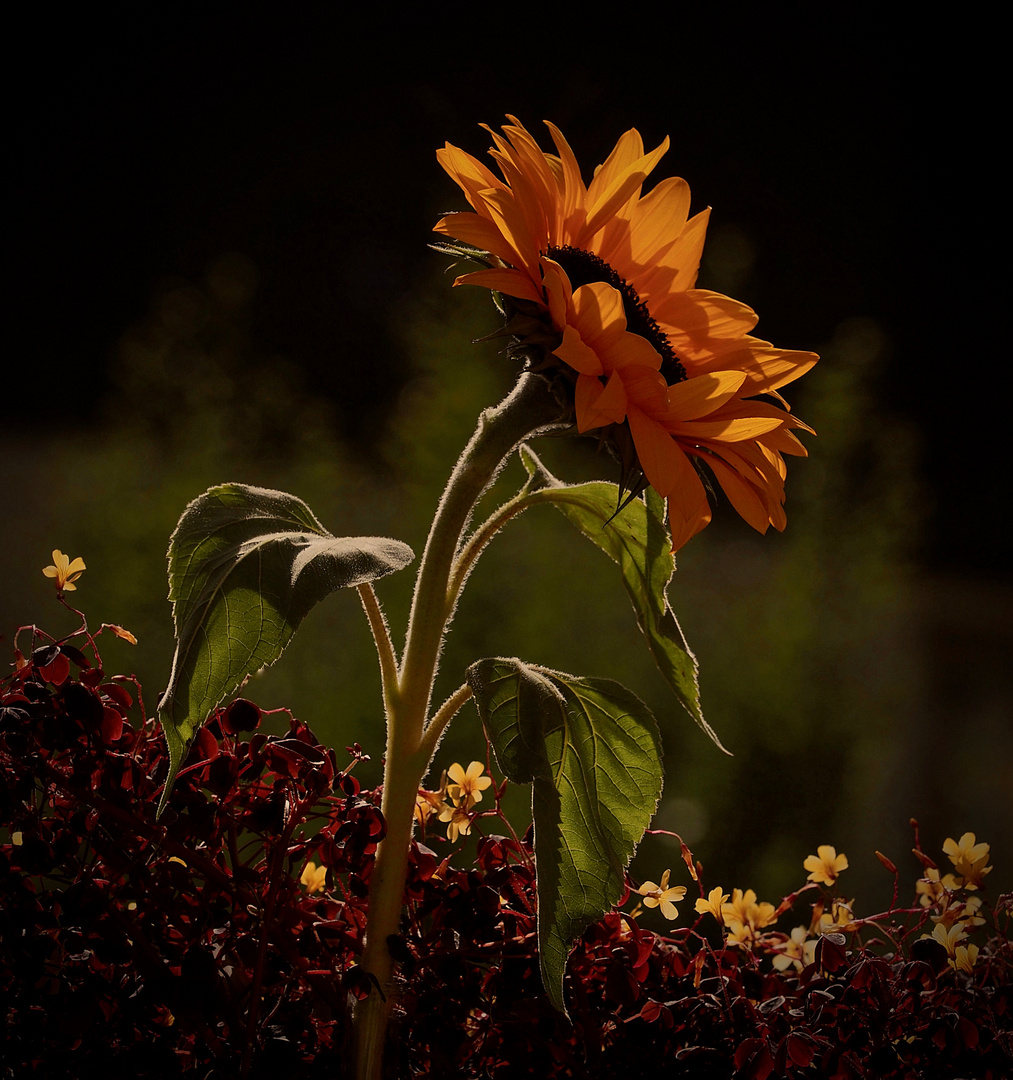 Sonnenblume im Herbst...