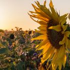 Sonnenblume im Herbst