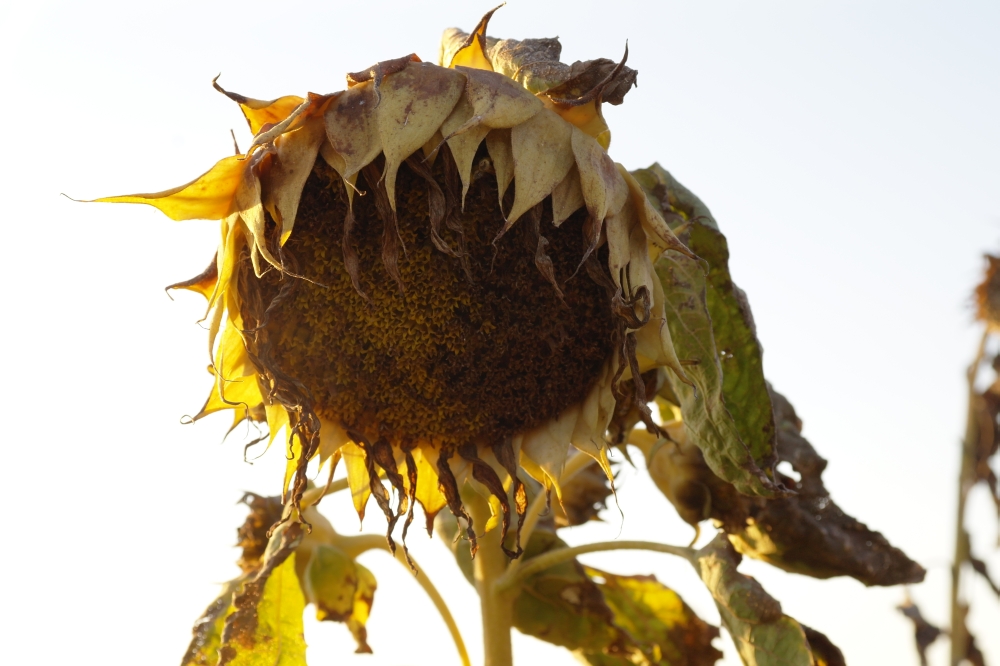 Sonnenblume im Herbst