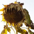 Sonnenblume im Herbst