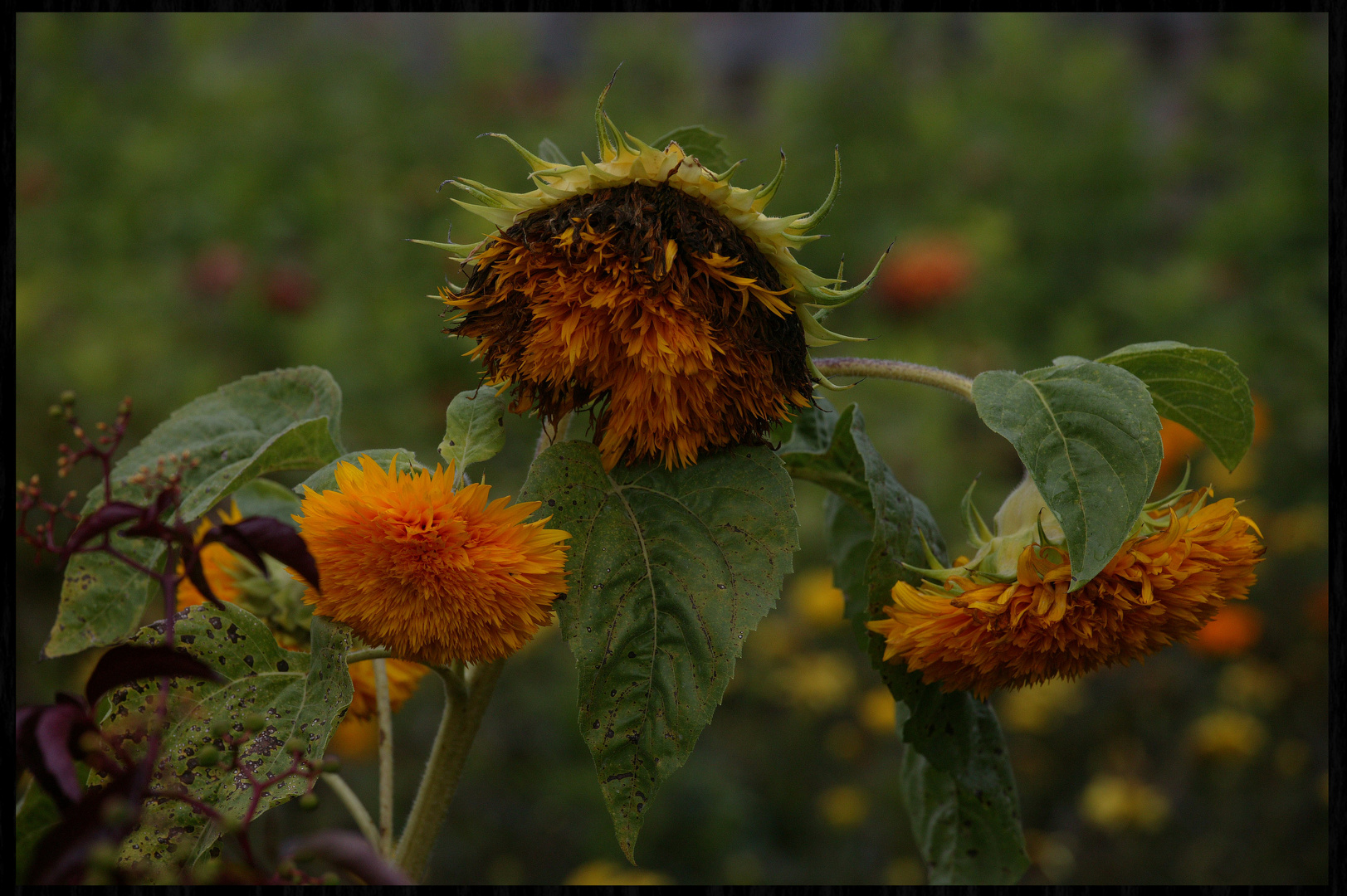 Sonnenblume im Herbst