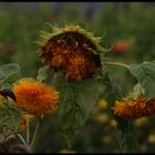 Sonnenblume im Herbst