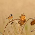 Sonnenblume im Herbst---ende