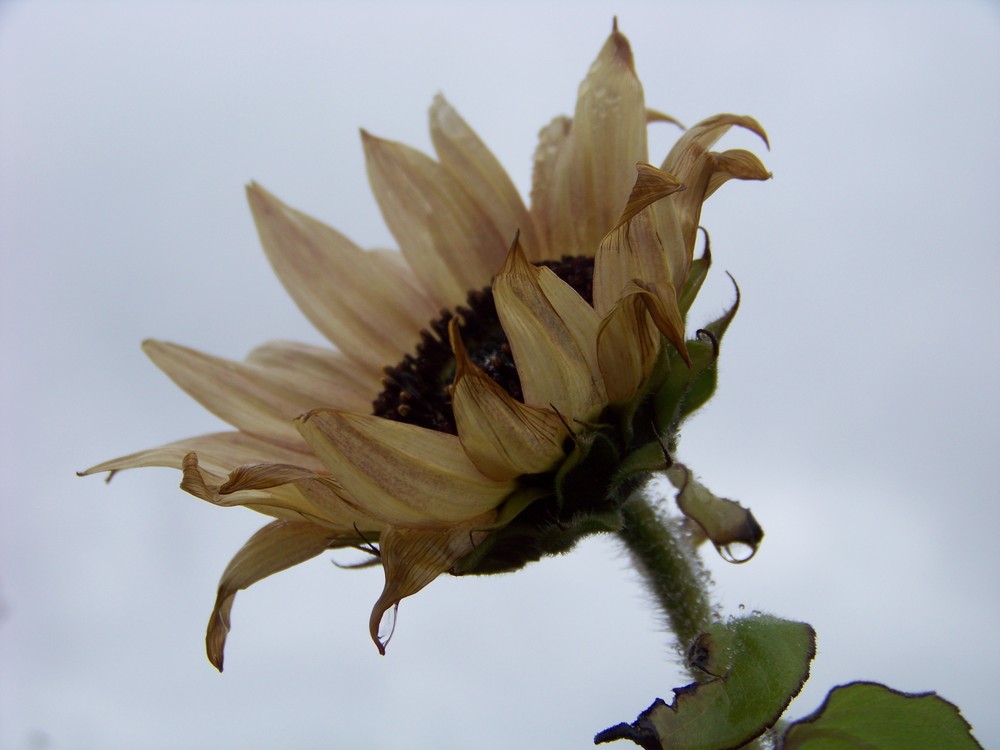 sonnenblume im herbst