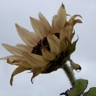 sonnenblume im herbst