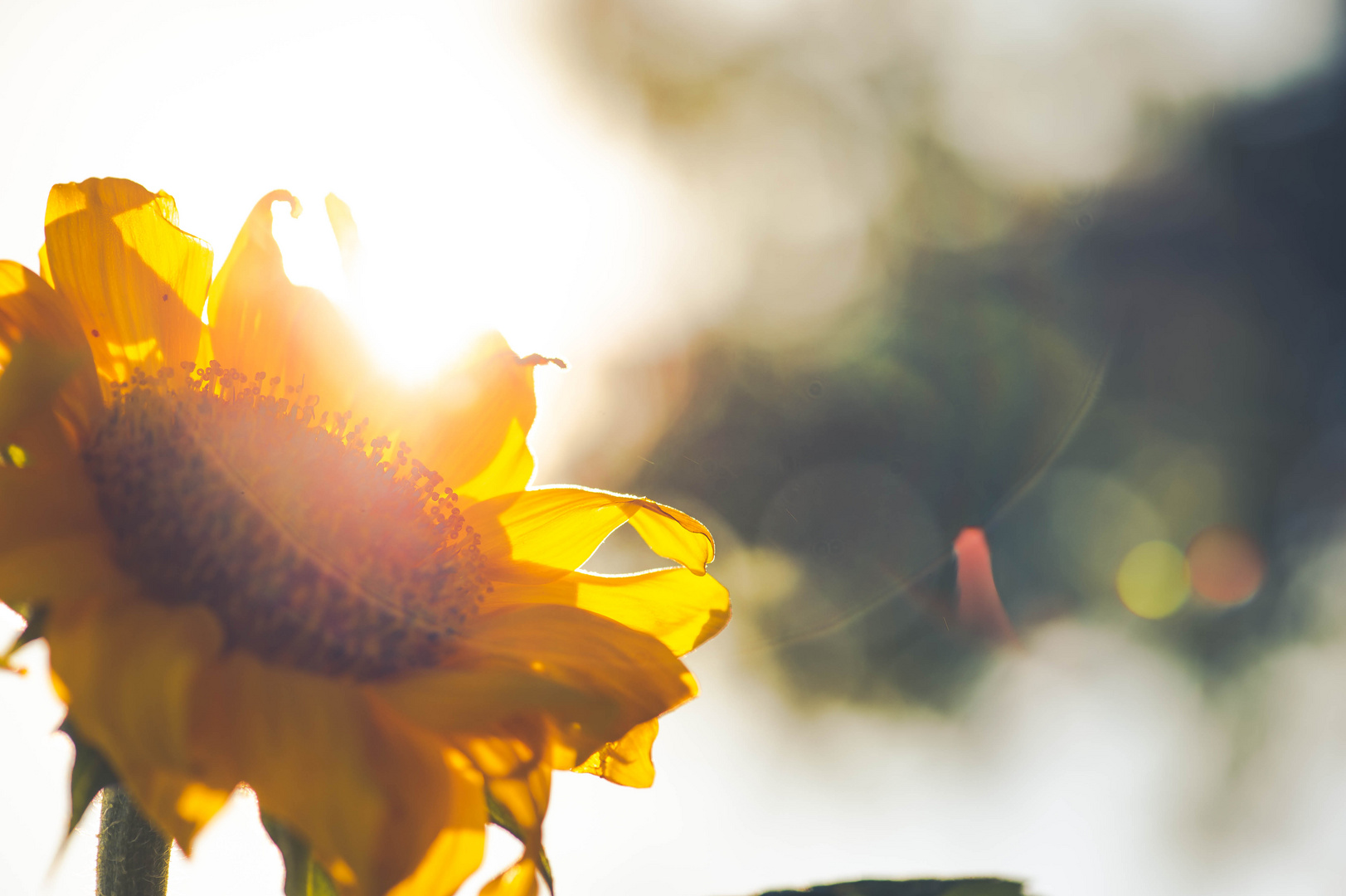 Sonnenblume im Herbstlicht