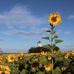 Sonnenblume im Höhenflug 