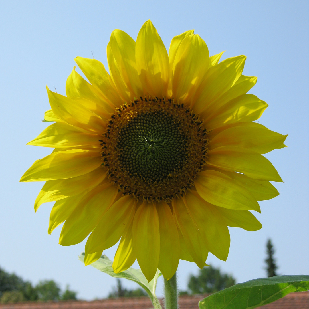 Sonnenblume im Juli Foto & Bild sommer, orange, natur Bilder auf