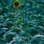 Sonnenblume im Kohlfeld