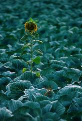 Sonnenblume im Kohlfeld