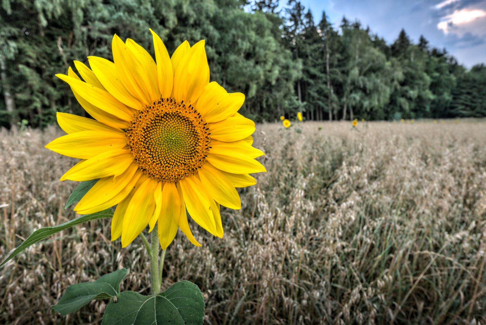 Sonnenblume im Kornfeld
