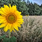 Sonnenblume im Kornfeld