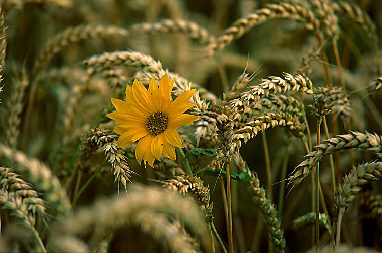 Sonnenblume im Kornfeld