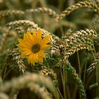 Sonnenblume im Kornfeld