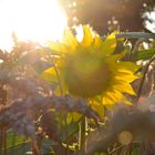 Sonnenblume im Kornfeld~