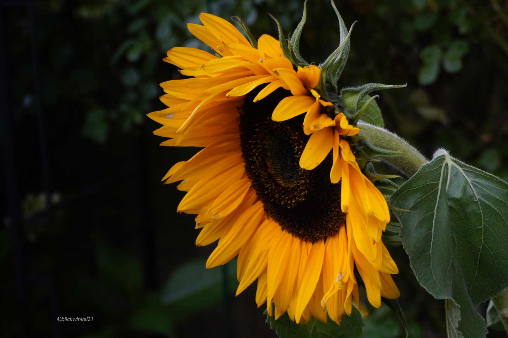 Sonnenblume im kühlen Schatten