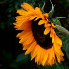 Sonnenblume im kühlen Schatten