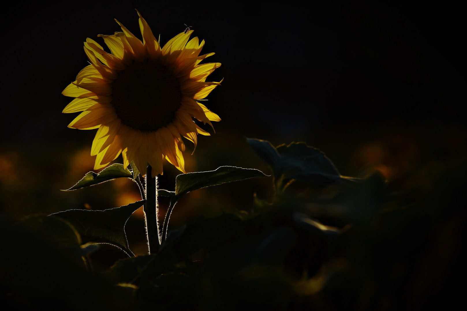 Sonnenblume im Licht