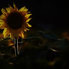 Sonnenblume im Licht