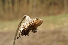 Sonnenblume im März