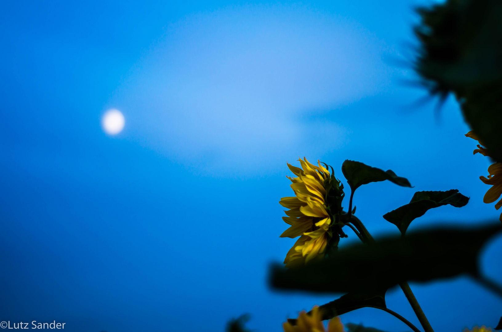 Sonnenblume im Mondlicht