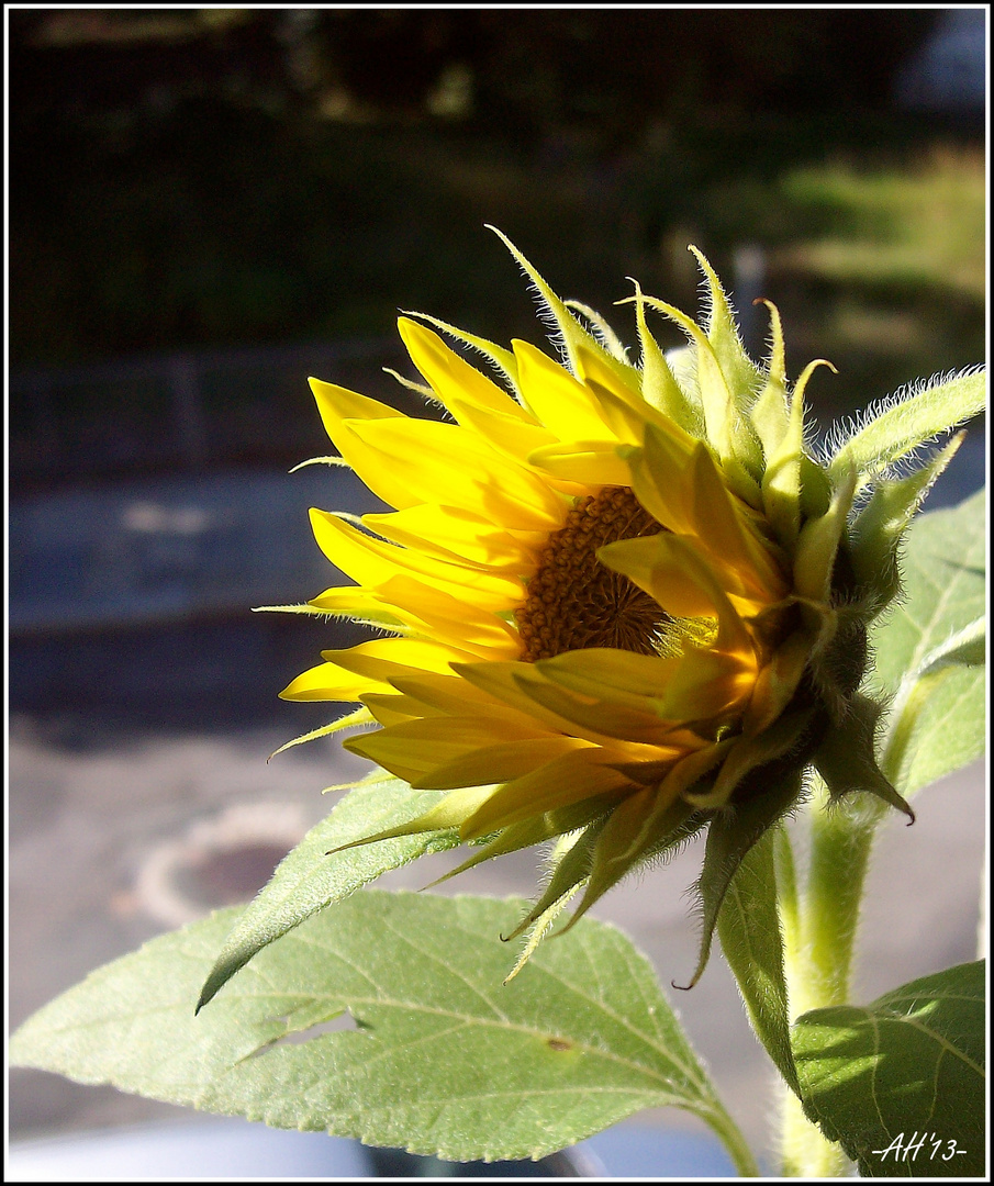 Sonnenblume im Morgenlicht