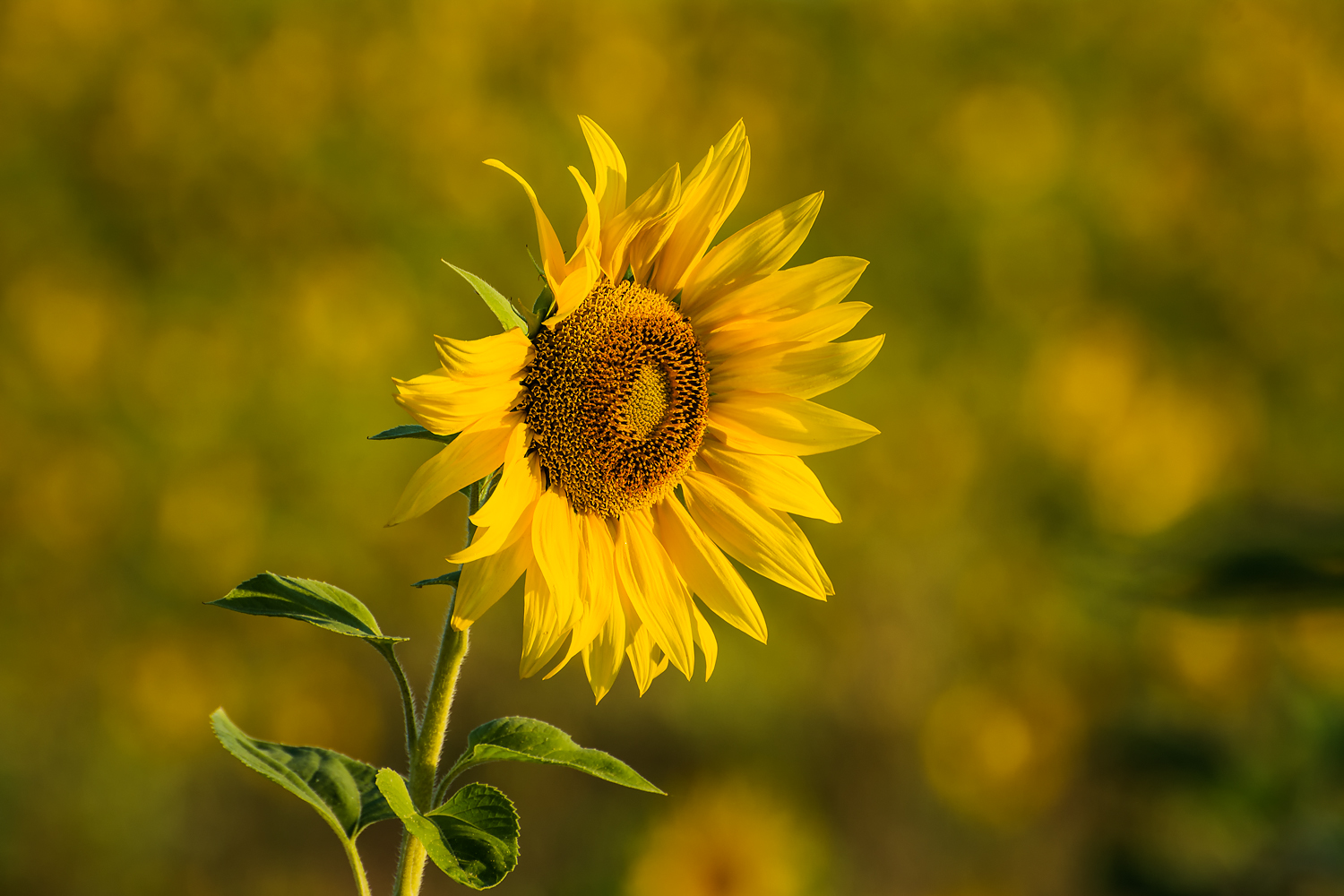 Sonnenblume im Morgenlicht