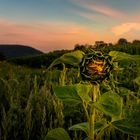 Sonnenblume im Morgenlicht