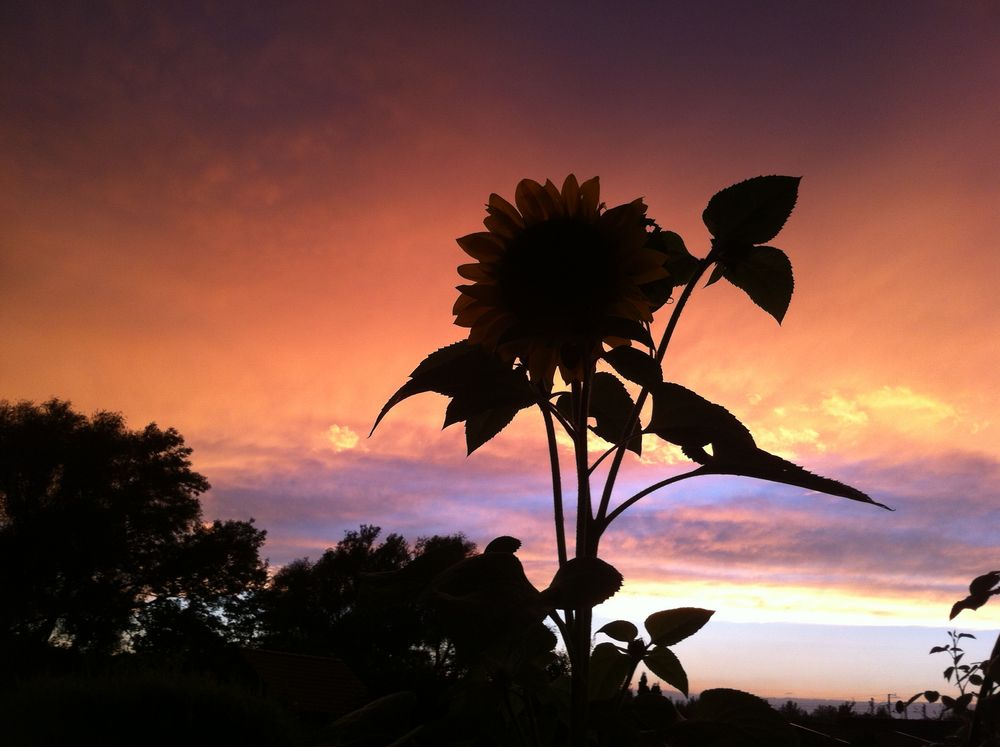 Sonnenblume im Nachtlicht...