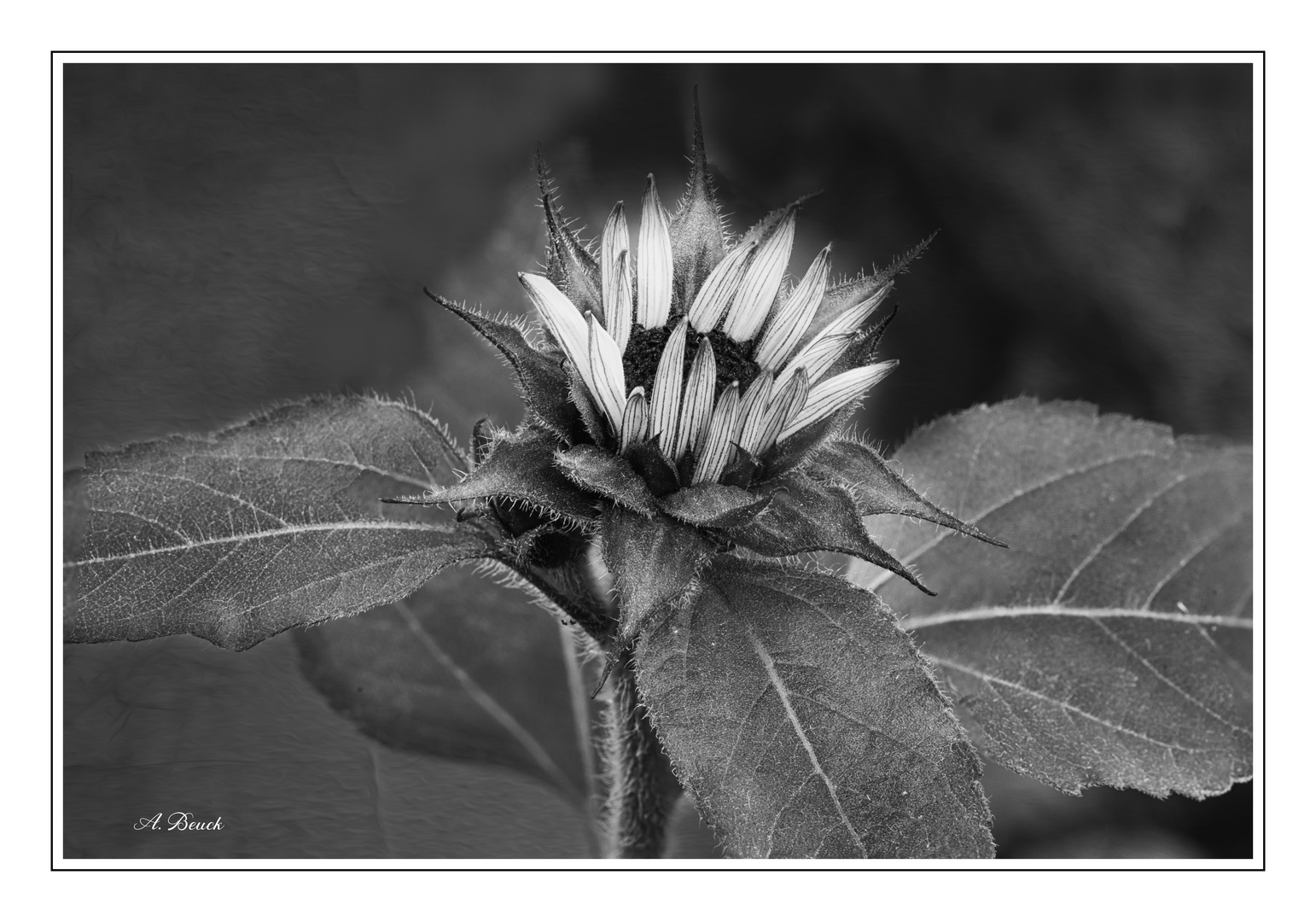 Sonnenblume im November