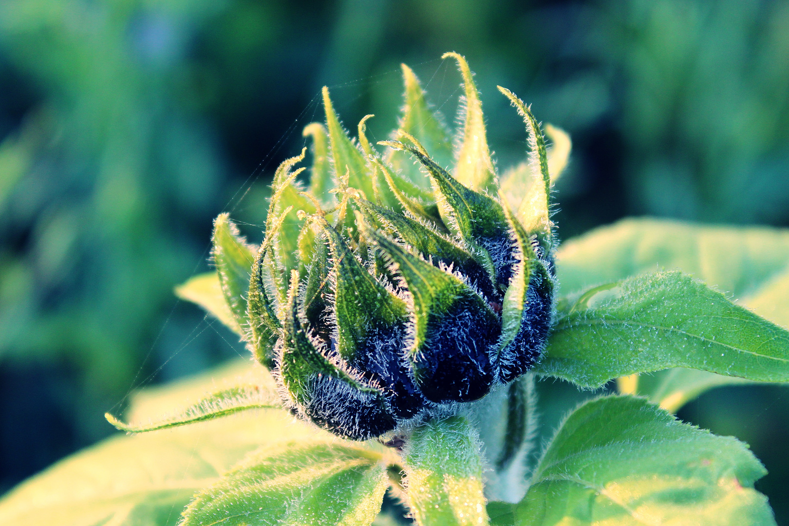 Sonnenblume im November