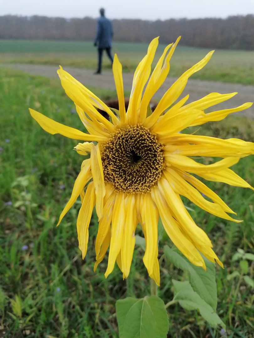 Sonnenblume im November