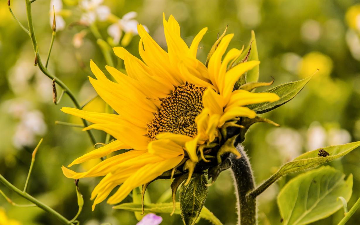 Sonnenblume im November