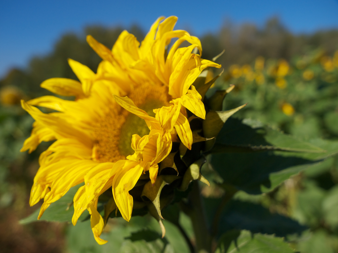 Sonnenblume im Oktober