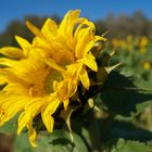 Sonnenblume im Oktober