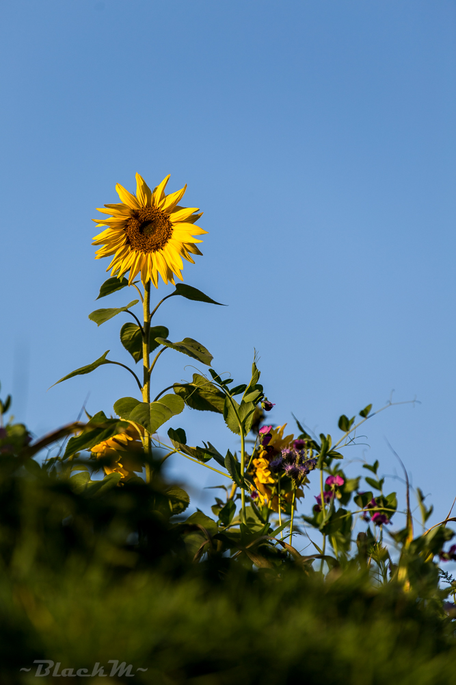 Sonnenblume im Oktober