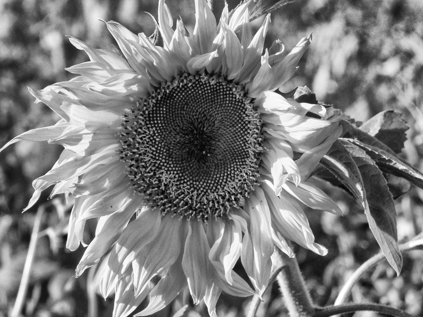 Sonnenblume im Oktober