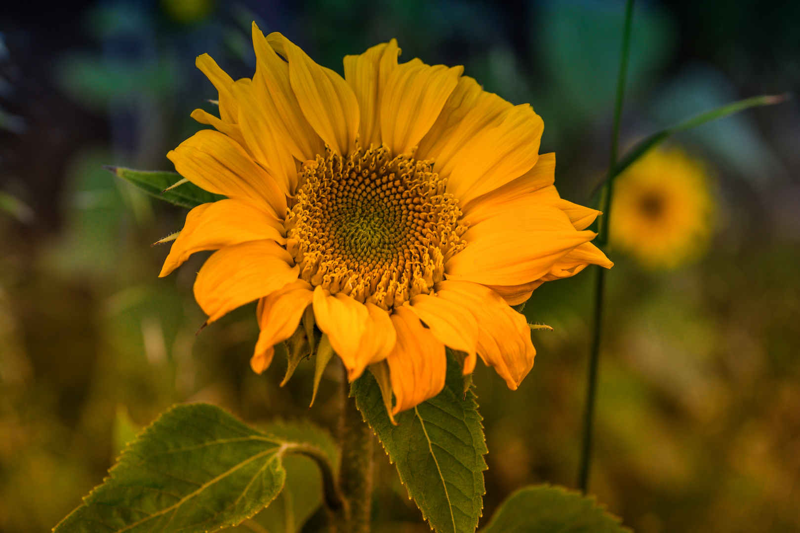 Sonnenblume im Oktoberlicht