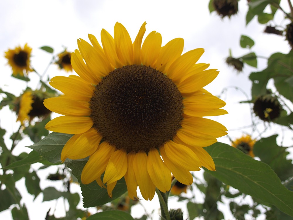 Sonnenblume im Park