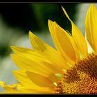 Sonnenblume im Quadrat