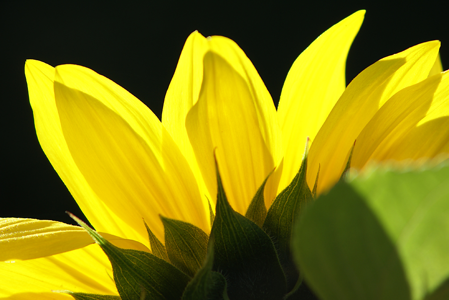 Sonnenblume im Rampenlicht!