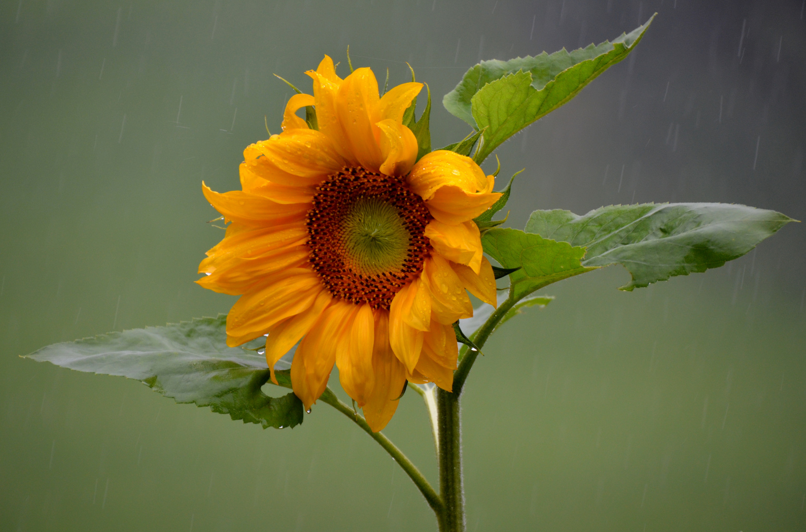 Sonnenblume im Regen!