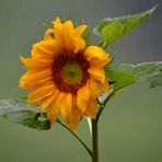 Sonnenblume im Regen!