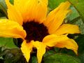 Sonnenblume im Regen von Sigrid Fischer